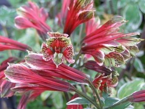 Alstroemeria psittacina 'Royal Star'