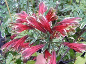 Alstroemeria psittacina 'Royal Star'