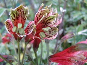 Alstroemeria psittacina 'Royal Star'