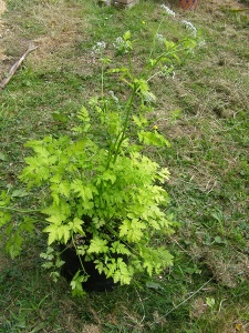 Anthriscus sylvestris 'Going For Gold'