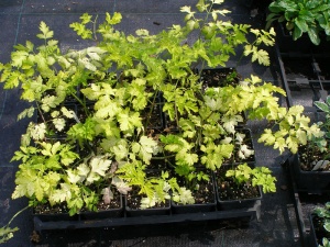 Anthriscus sylvestris 'Going For Gold'