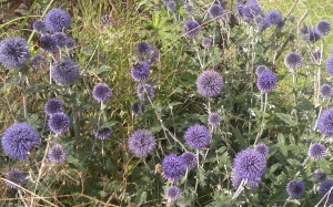 Echinops ritro 'Veitch's Blue'