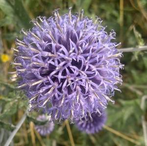 Echinops ritro 'Veitch's Blue'