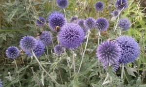 Echinops ritro 'Veitch's Blue'