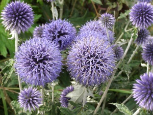 Echinops ritro 'Veitch's Blue'