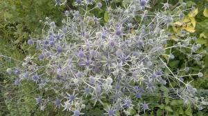 Eryngium tripartitum