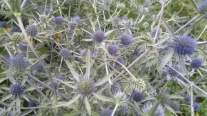 Eryngium tripartitum