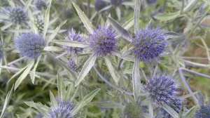 Eryngium tripartitum