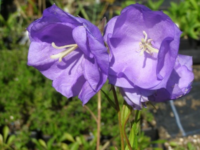 Campanula persicifolia 'Blue Bloomers'