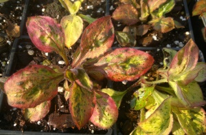 Silene dioica 'Trematon'