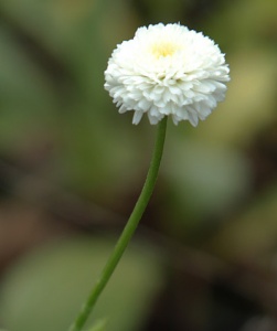 Bellis perennis 'Miss Mason'