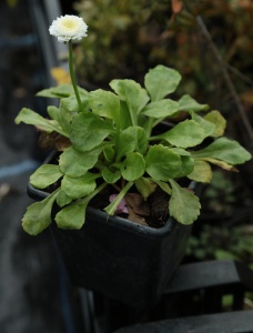 Bellis perennis 'Miss Mason'