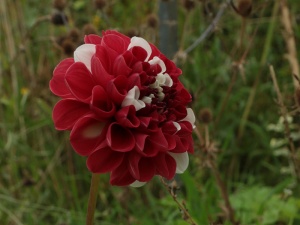 Dahlia 'York and Lancaster'