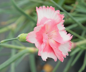 Dianthus 'Old Square Eyes'