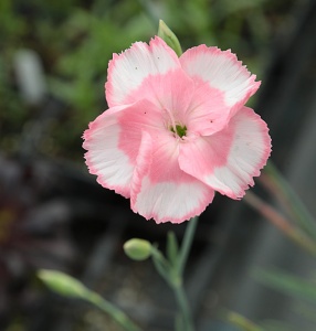 Dianthus 'Old Square Eyes'