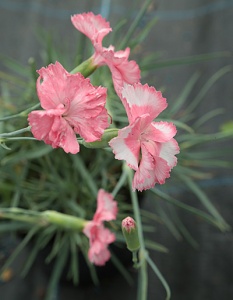 Dianthus 'Old Square Eyes'