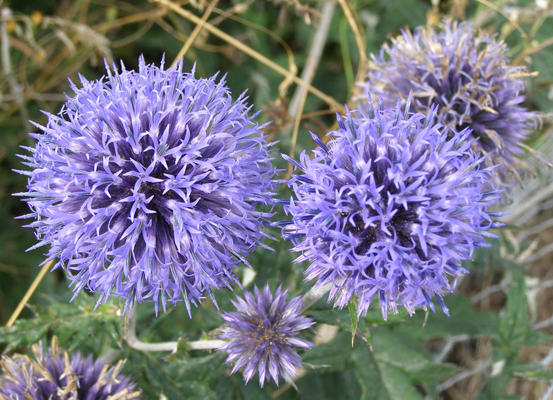 Echinops ritro 'Veitch's Blue'