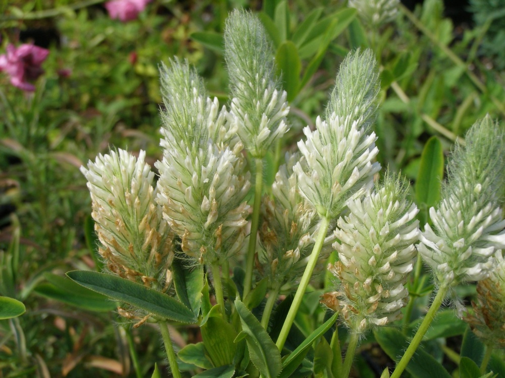 Trifolium rubens 'Catharina'