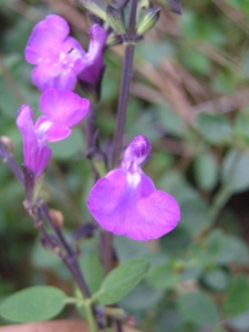 Salvia 'Blue Ice'