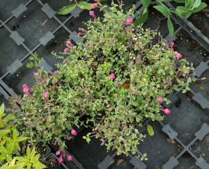 Scutellaria suffrutescens 'Texas Rose'